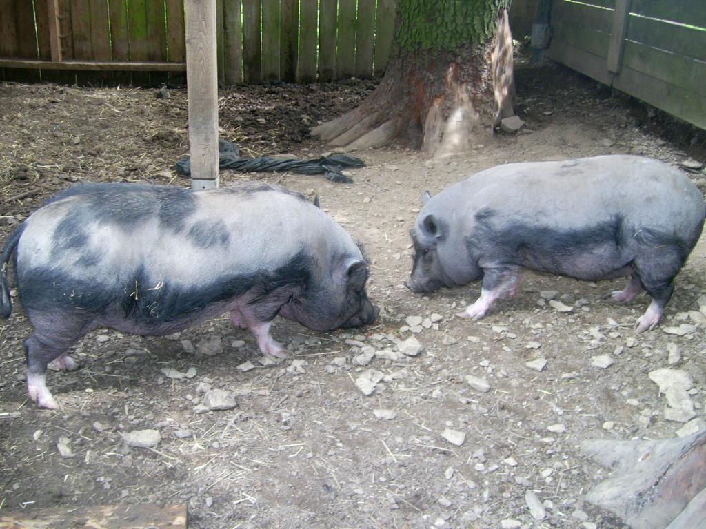 Farm Stay Heidehof ヘレンタール エクステリア 写真