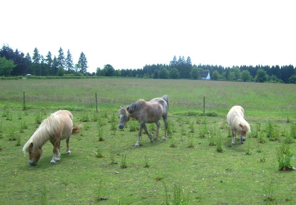 Heidehof Hellenthalヴィラ エクステリア 写真